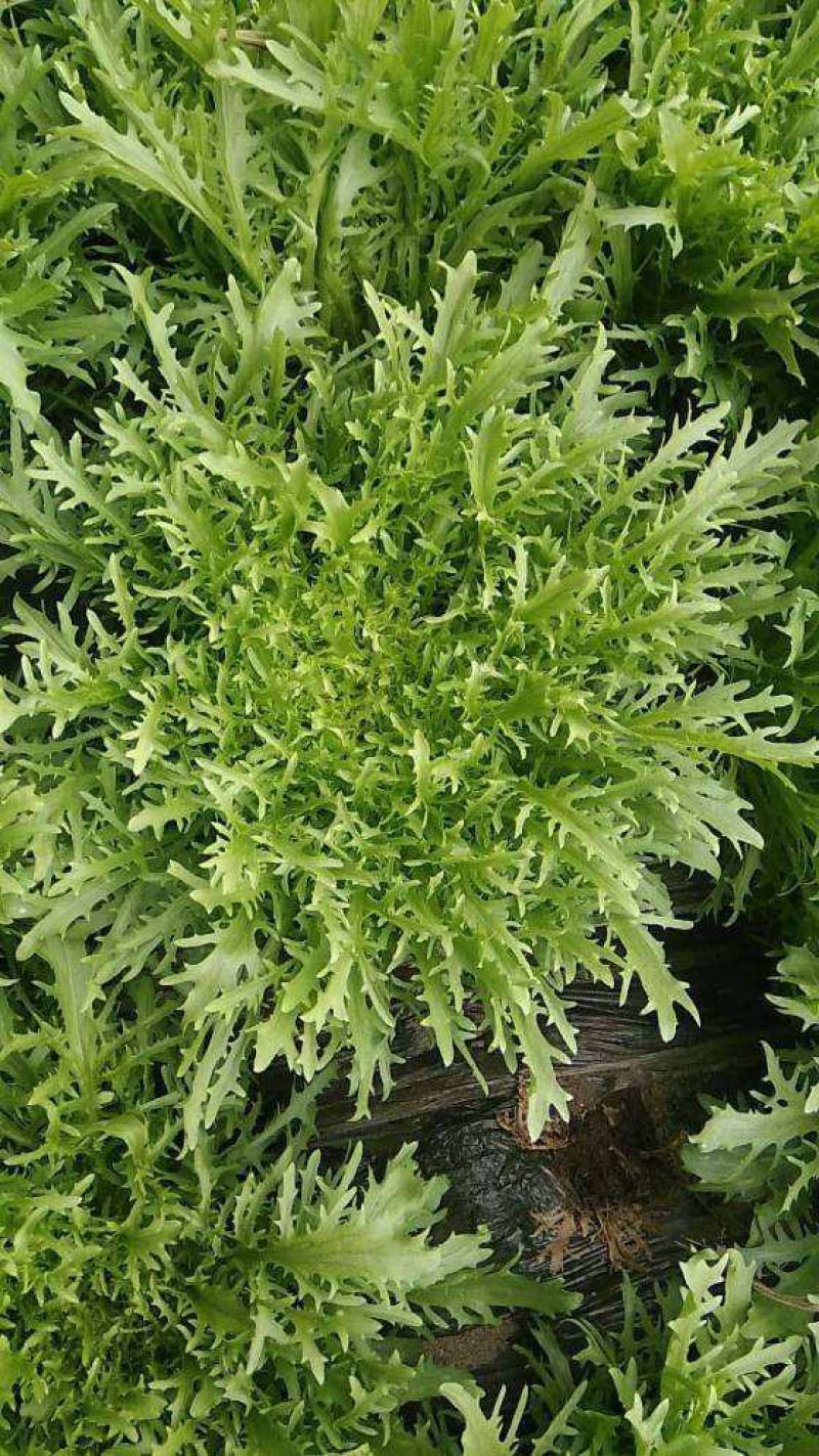 荷兰花叶苦苣菜种子黄心细叶苦菊种籽花皇帝苦苣蔬菜四季播