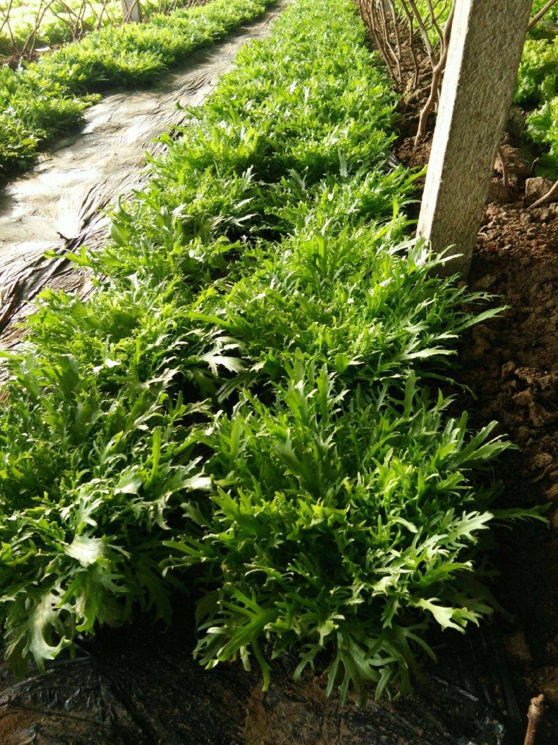 荷兰花叶苦苣菜种子黄心细叶苦菊种籽花皇帝苦苣蔬菜四季播