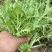 黄心细叶苦菊种籽花皇帝苦苣蔬菜四季播荷兰花叶苦苣菜种子