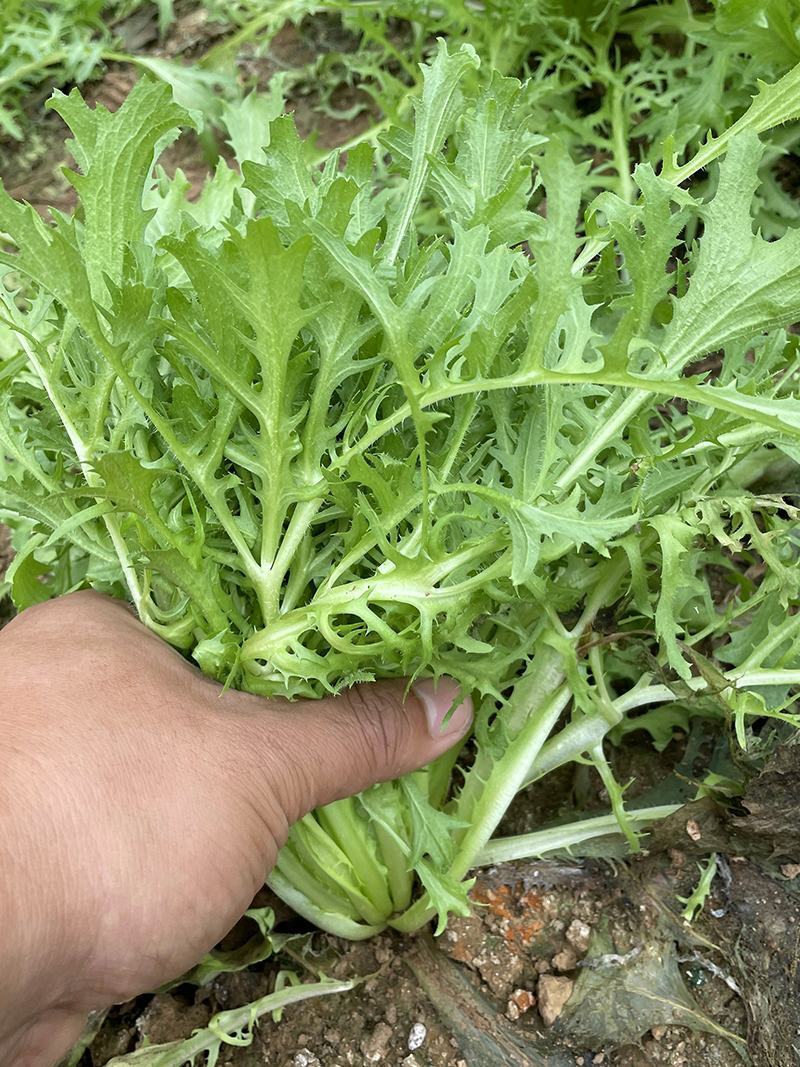 黄心细叶苦菊种籽花皇帝苦苣蔬菜四季播荷兰花叶苦苣菜种子