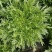 黄心细叶苦菊种籽花皇帝苦苣蔬菜四季播荷兰花叶苦苣菜种子