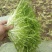 黄心细叶苦菊种籽花皇帝苦苣蔬菜四季播荷兰花叶苦苣菜种子