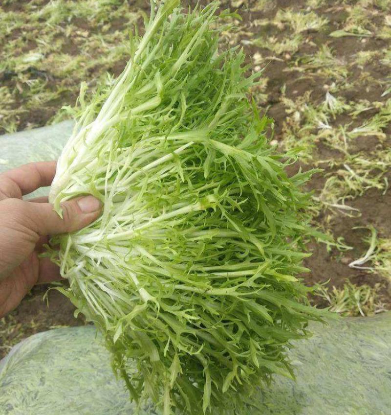 黄心细叶苦菊种籽花皇帝苦苣蔬菜四季播荷兰花叶苦苣菜种子