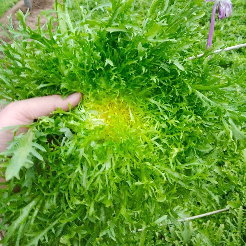 黄心细叶苦菊种籽花皇帝苦苣蔬菜四季播荷兰花叶苦苣菜种子