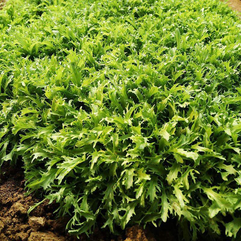 黄心细叶苦菊种籽花皇帝苦苣蔬菜四季播荷兰花叶苦苣菜种子