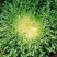 黄心细叶苦菊种籽花皇帝苦苣蔬菜四季播荷兰花叶苦苣菜种子