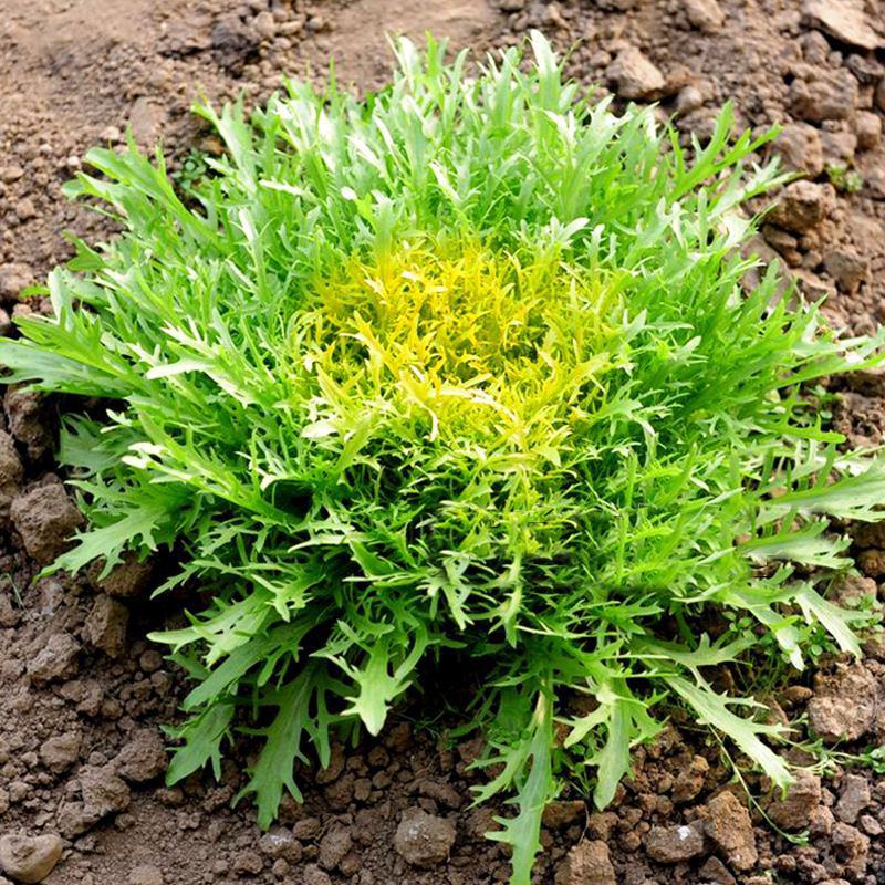 黄心细叶苦菊种籽花皇帝苦苣蔬菜四季播荷兰花叶苦苣菜种子