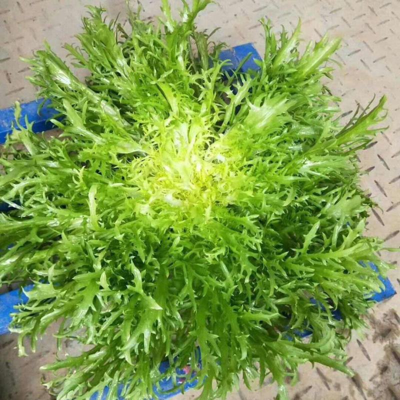 黄心细叶苦菊种籽花皇帝苦苣蔬菜四季播荷兰花叶苦苣菜种子
