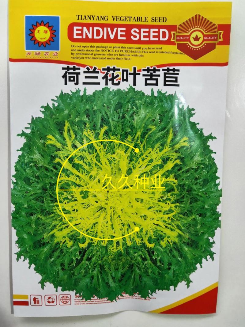 黄心细叶苦菊种籽花皇帝苦苣蔬菜四季播荷兰花叶苦苣菜种子