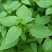 大叶小叶荆芥苋菜种籽苋菜籽春季蔬菜种子四季孑盆栽野菜