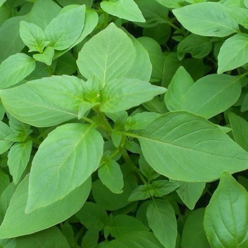 大叶小叶荆芥苋菜种籽苋菜籽春季蔬菜种子四季孑盆栽野菜