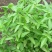 大叶小叶荆芥苋菜种籽苋菜籽春季蔬菜种子四季孑盆栽野菜