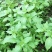 大叶小叶荆芥苋菜种籽苋菜籽春季蔬菜种子四季孑盆栽野菜
