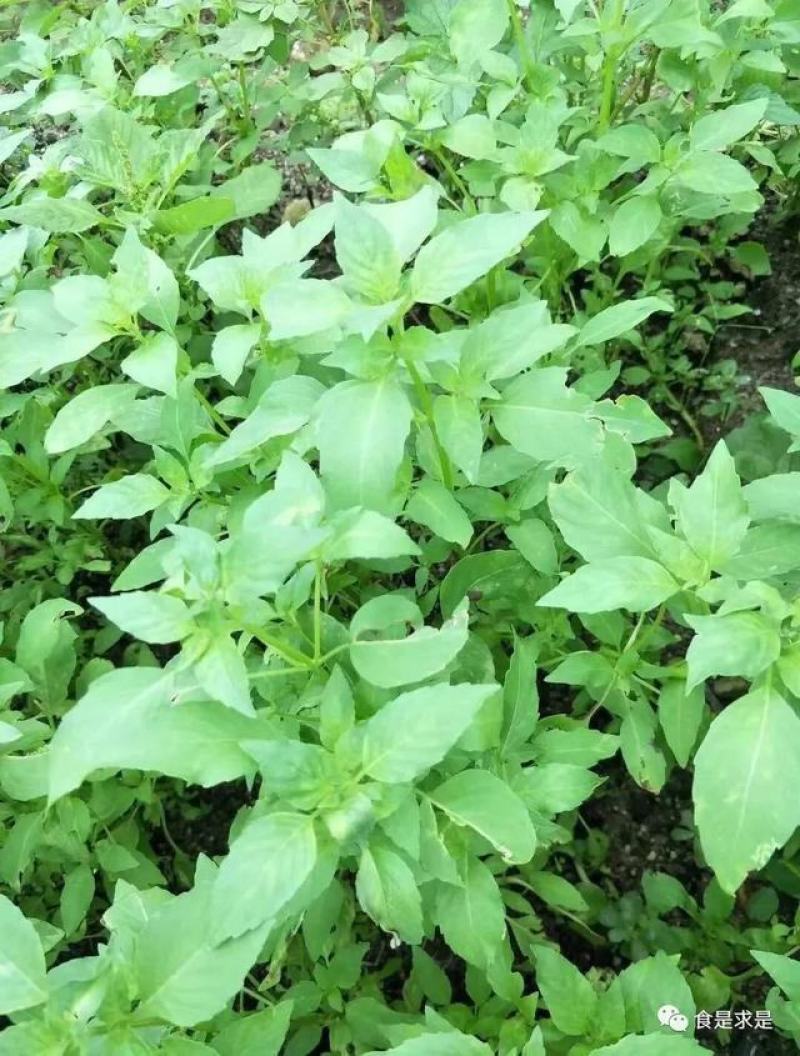 大叶小叶荆芥苋菜种籽苋菜籽春季蔬菜种子四季孑盆栽野菜