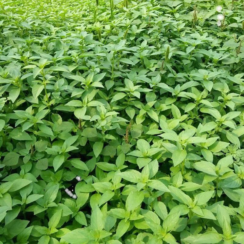 大叶小叶荆芥苋菜种籽苋菜籽春季蔬菜种子四季孑盆栽野菜