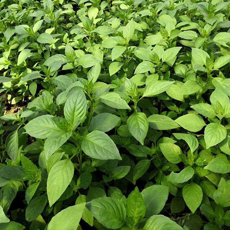 大叶小叶荆芥苋菜种籽苋菜籽春季蔬菜种子四季孑盆栽野菜