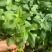 大叶荆芥苋菜种籽苋菜籽春季蔬菜种子四季孑盆栽野菜