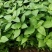 大叶荆芥苋菜种籽苋菜籽春季蔬菜种子四季孑盆栽野菜