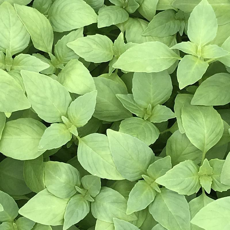 大叶荆芥苋菜种籽苋菜籽春季蔬菜种子四季孑盆栽野菜