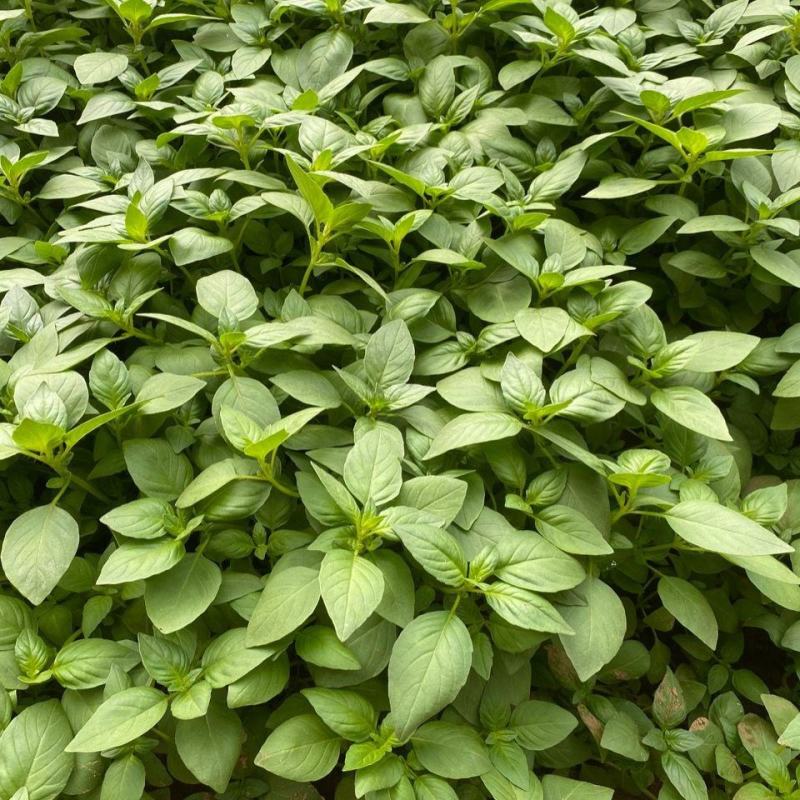 大叶荆芥苋菜种籽苋菜籽春季蔬菜种子四季孑盆栽野菜