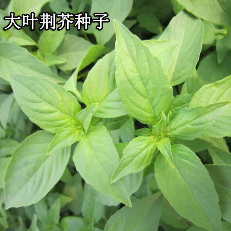 大叶荆芥苋菜种籽苋菜籽春季蔬菜种子四季孑盆栽野菜