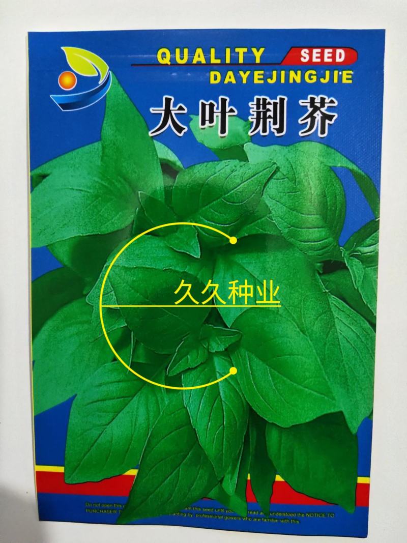 大叶荆芥苋菜种籽苋菜籽春季蔬菜种子四季孑盆栽野菜