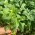 大叶荆芥苋菜种籽苋菜籽春季蔬菜种子四季孑盆栽野菜