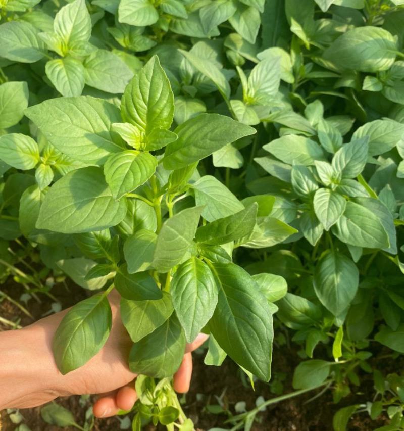大叶荆芥苋菜种籽苋菜籽春季蔬菜种子四季孑盆栽野菜