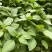 大叶荆芥苋菜种籽苋菜籽春季蔬菜种子四季孑盆栽野菜
