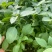 大叶荆芥苋菜种籽苋菜籽春季蔬菜种子四季孑盆栽野菜