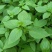 大叶荆芥苋菜种籽苋菜籽春季蔬菜种子四季孑盆栽野菜