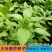 大叶荆芥苋菜种籽苋菜籽春季蔬菜种子四季孑盆栽野菜