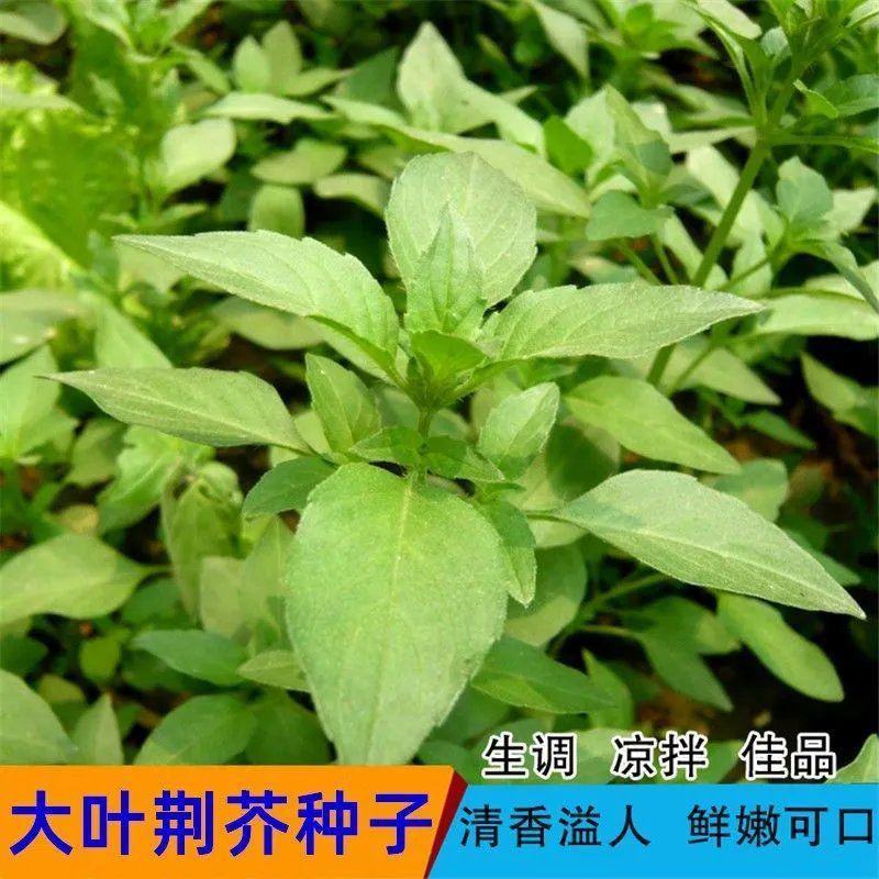 大叶荆芥苋菜种籽苋菜籽春季蔬菜种子四季孑盆栽野菜