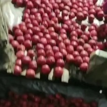 山东沂蒙山精品大果五棱