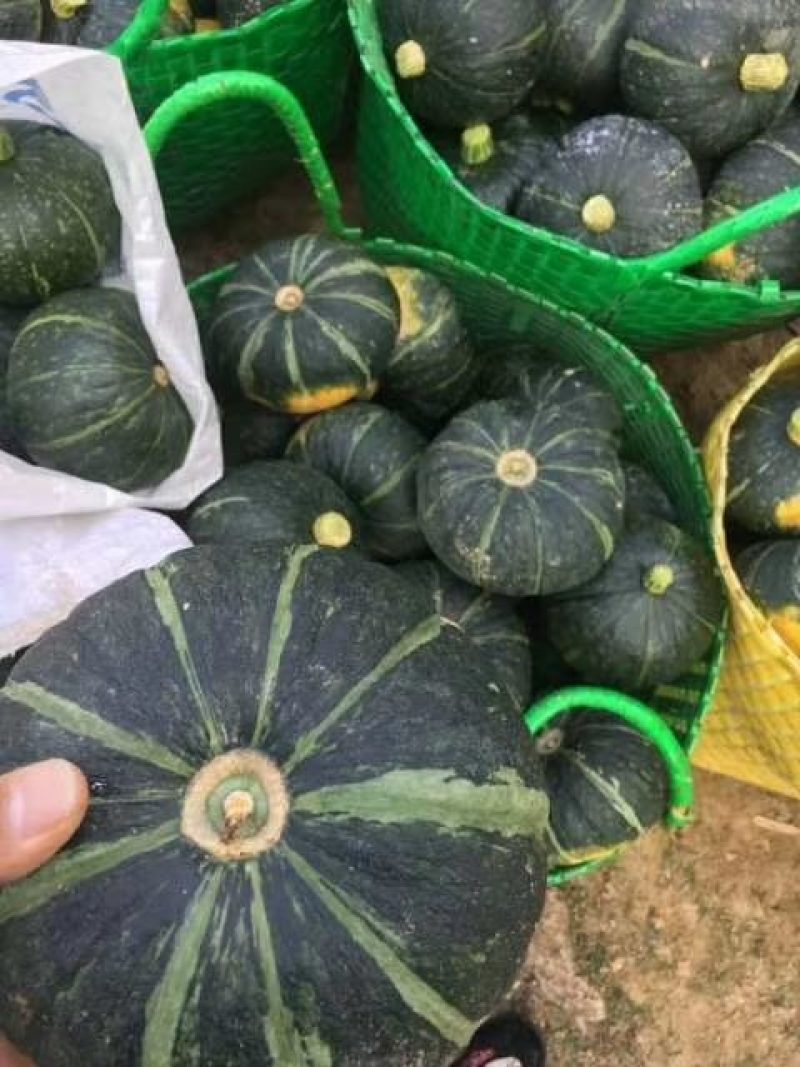 供应辽宁20000亩南瓜，黄金2号质量有保证