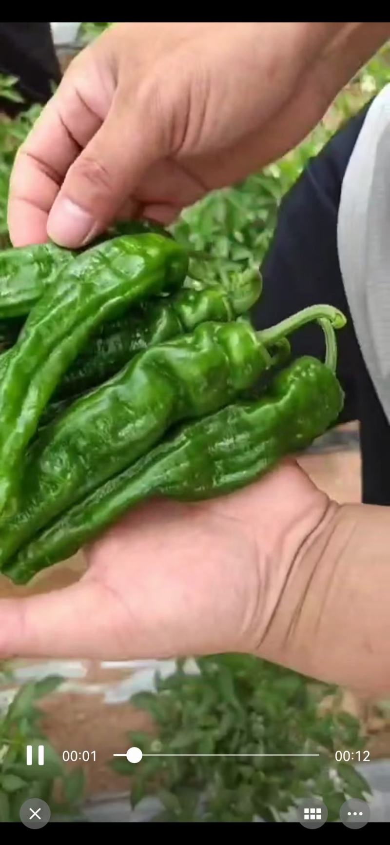 【推荐】陕北小皱皮辣椒大量上市保质保量对接全国批发商