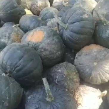蜜冠南瓜，产地一手货源，可供货超市，批发市场，电商！