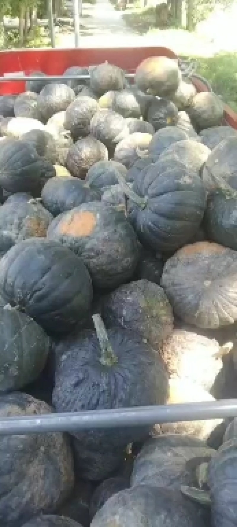 蜜冠南瓜，产地一手货源，可供货超市，批发市场，电商！