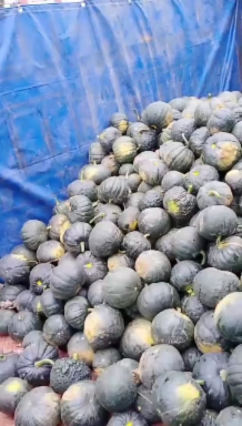 蜜冠南瓜，产地一手货源，可供货超市，批发市场，电商！