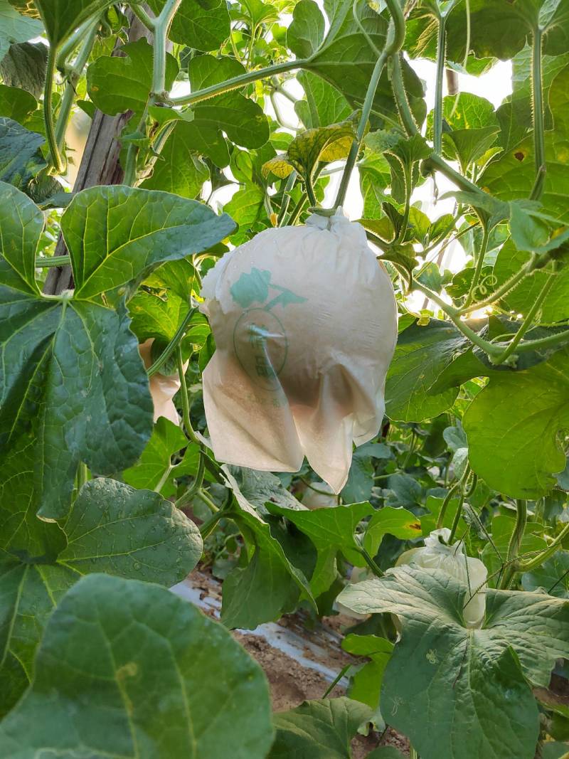 二茬久红瑞