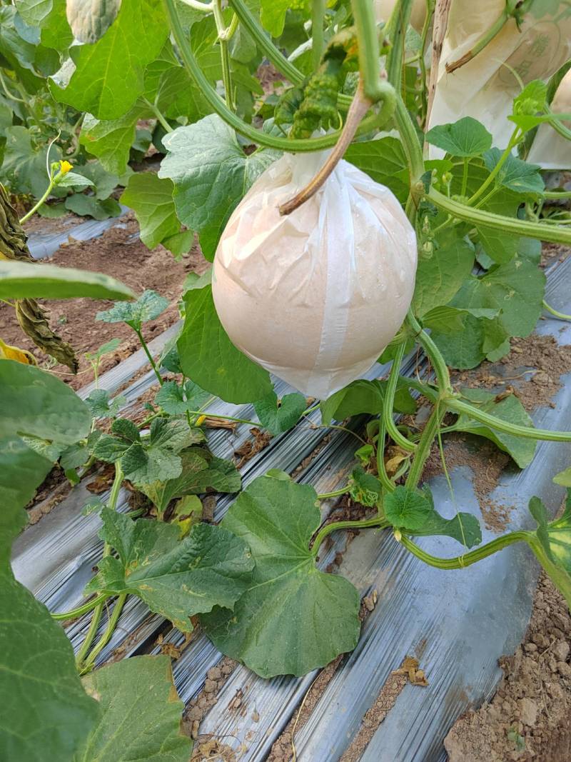 二茬久红瑞