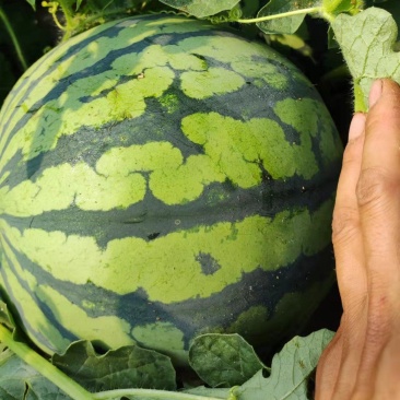 无籽美都14个糖头茬大量上市