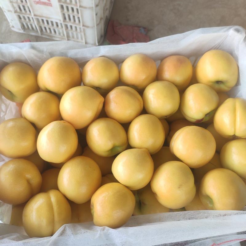 黄油桃，面积万亩以上，货量充足，质量保证，欢迎采购。