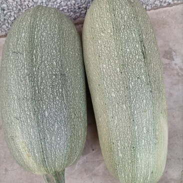 甘蓝