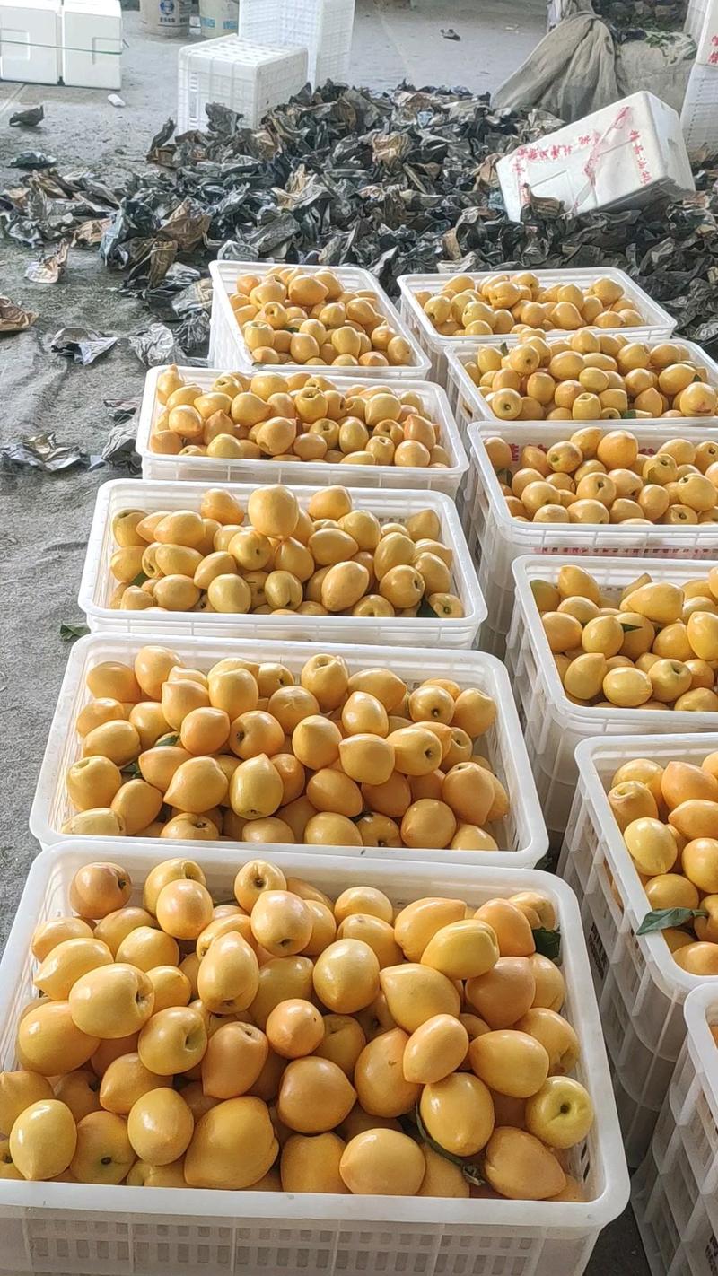 黄油桃，面积万亩以上，货量充足，质量保证，欢迎采购。