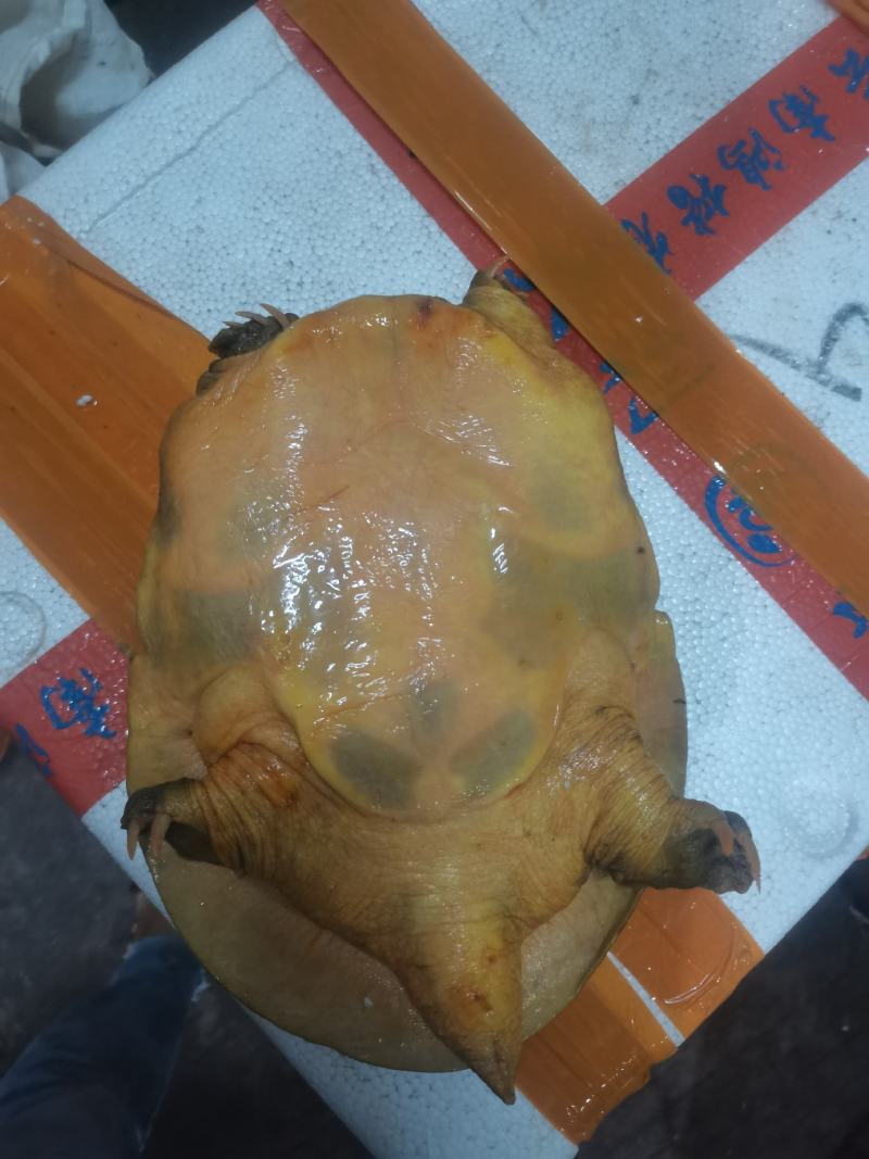 湖南汉寿三斤黄甲鱼纯外塘放养黄鱼一手货源。