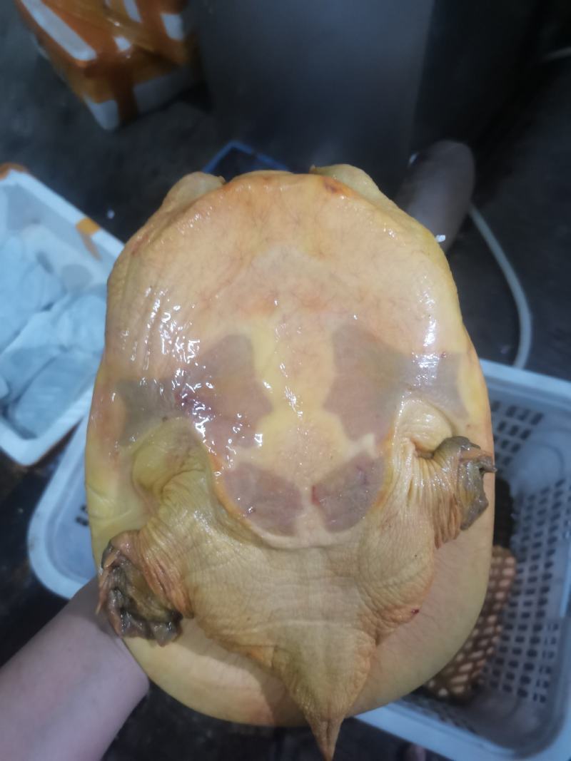 湖南汉寿三斤黄甲鱼纯外塘放养黄鱼一手货源。
