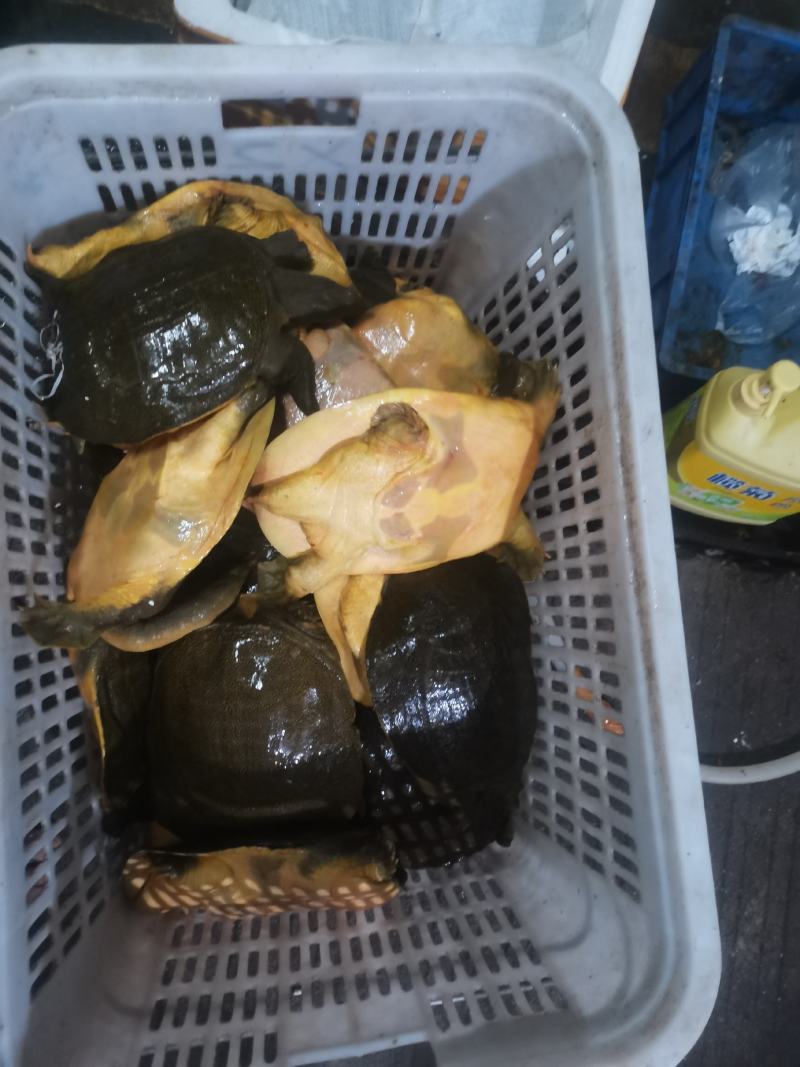 湖南汉寿三斤黄甲鱼纯外塘放养黄鱼一手货源。