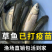 『基地直销，全国发货』草鱼苗，快大抗病毒。脆肉鲩鱼