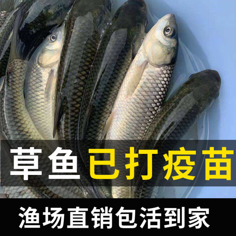 『基地直销，全国发货』草鱼苗，快大抗病毒。脆肉鲩鱼